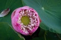 Close up Blooming Pink Lotus Royalty Free Stock Photo