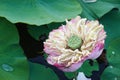 Close up Blooming Pink Lotus Royalty Free Stock Photo