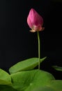 Close up of blooming pink Lotus flower bud and the Lotus leaves photograph against the black background Royalty Free Stock Photo