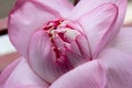 Close up of blooming Pink lotus flower or water lily isolated Royalty Free Stock Photo
