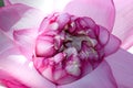 Close up of blooming Pink lotus flower or water lily isolated Royalty Free Stock Photo