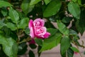 Close up of blooming pink magenta Japanese Camelia flower Royalty Free Stock Photo