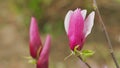 Blooming Pink Magnolia Tree In Garden During Springtime. Magnoliaceae. Close up.