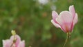 Blooming Pink Magnolia Tree In Garden During Springtime. Magnoliaceae. Close up.