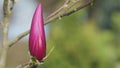 Blooming Pink Magnolia Tree In Garden During Springtime. Magnoliaceae.