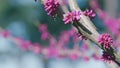 Blooming Pink Magnolias On Branches. Beautiful Floral Background. Royalty Free Stock Photo