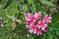 Close up of a blooming pink Oleander or Nerium Oleander flower on blurred natural green background