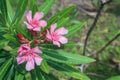 Close up of a blooming pink Oleander or Nerium Oleander flower on blurred natural green background