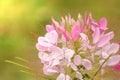 Close up of blooming pink Spider flower Cleome hassleriana in Royalty Free Stock Photo