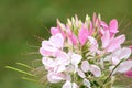 Close up of blooming pink Spider flower Cleome hassleriana