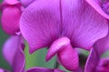 Close Up Blooming Pink Sweet Pea Flowers Royalty Free Stock Photo