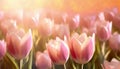 Close-up of blooming pink tulips field. Beautiful spring flowers Royalty Free Stock Photo