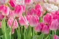 Close up of blooming pink tulips on the field Royalty Free Stock Photo