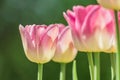 Close up of blooming pink tulips in spring garden Royalty Free Stock Photo