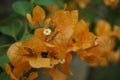 yellow Bougainvillea spectabilis flower Royalty Free Stock Photo