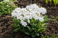 Close-up on a blooming primula, primrose plant with white small flowers in spring