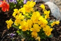 Close-up on a blooming primula with sunlight, primrose plant with yellow small flowers in the flowerbed