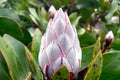 Close-up of a blooming Protea artichoke in the garden.