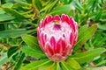 Close-up of a blooming Protea artichoke in the park.