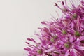 Close up Blooming Purple Allium, onion flower isolated on a white Royalty Free Stock Photo