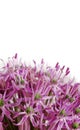 Close up Blooming Purple Allium, onion flower isolated on a white Royalty Free Stock Photo