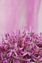 Close up Blooming Purple Allium, onion flower isolated on a white Royalty Free Stock Photo