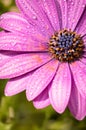 Close up of blooming purple cape daisy after rain in the garden Royalty Free Stock Photo