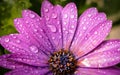 Close up of blooming purple cape daisy after rain in the garden Royalty Free Stock Photo