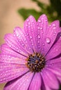 Close up of blooming purple cape daisy after rain in the garden Royalty Free Stock Photo