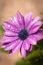 Close up of blooming purple cape daisy after rain in the garden Royalty Free Stock Photo