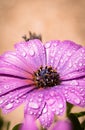 Close up of blooming purple cape daisy after rain in the garden Royalty Free Stock Photo