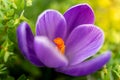 Close-up of blooming purple crocus flowers in a soft focus on a spring day Royalty Free Stock Photo