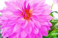 Close up of blooming purple dahlia flower Royalty Free Stock Photo