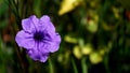 Close-up of a blooming purple flower Royalty Free Stock Photo