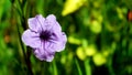 Close-up of a blooming purple flower Royalty Free Stock Photo