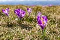 Close-up of a blooming purple flower Crocus scepusiensis in a clearing in the mountains. Trailer of upcoming spring