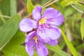 Close-up of a blooming purple flower Royalty Free Stock Photo