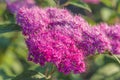 blooming purple Japanese meadowsweet or spirea japoncia on the sunlight
