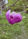A close-up of blooming purple magnolia on a twig in the springtime. Outdoors scenery and beauty in nature, walks in parks, and