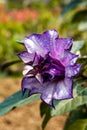 Close-up of a blooming purple mandala flower, Datura stramonium Linn. Royalty Free Stock Photo