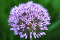 Close up of the blooming purple ornamental onion Allium hollandicum Royalty Free Stock Photo