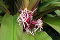 Close Up of a Blooming Purple Queen Lily