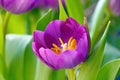 Close-up on a blooming purple tulip in the garden Royalty Free Stock Photo