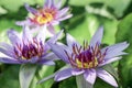 Close up of purple water lily flower Royalty Free Stock Photo