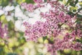 Close up. Blooming purple-white lilac. High resolution wallpaper