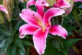 Close-up of a blooming purple and white lily Royalty Free Stock Photo