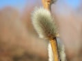 Close up blooming Pussy willow goat willow , Palm catkins, goat willow, willow