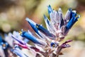 Close up of blooming Puya coerulea plant, native to Chile