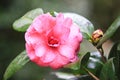 Close-up of blooming red Camellia flower with raindrops Royalty Free Stock Photo