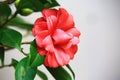 Close-up of blooming red Camellia flower with white background Royalty Free Stock Photo